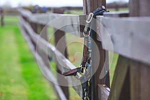 Horse bridles hanging on the fence of fenced area with shallow d