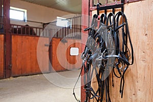 Horse bridles hanging in stable