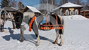 A horse in a bright decorative harness is tied to a rack.