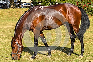 Horse Brown Animal