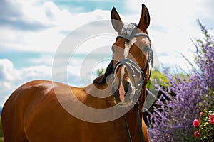 Horse brown with bridle, cutout back and head in landscape format in color.