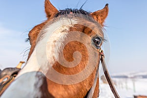 Horse brown color captured during winter training