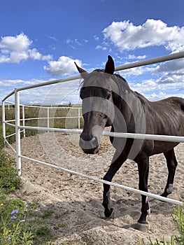 Horse.Brown horse on a background of a blue sky with white clouds.