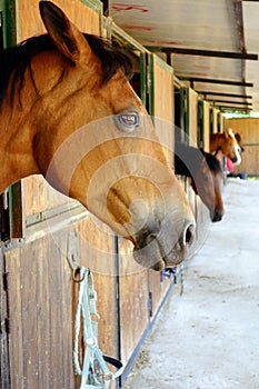 Un caballo marrón caballos estable detallado 