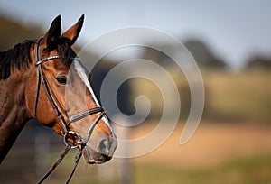 Horse brown with pallor, portraits of the head from the side in landscape format in color with space for text on the right.