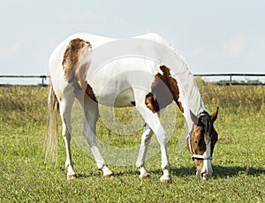 Horse with brown spots and light mane standing on green grass