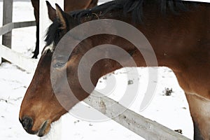 Horse brown suit