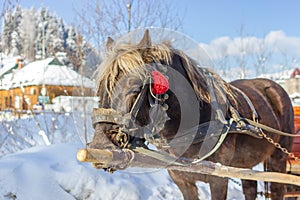 Horse brown suit in harness