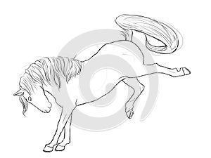 Horse Buck Line Art Equine Horses Stallion Black White Drawing