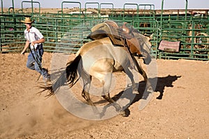 Horse bucking and cowboy