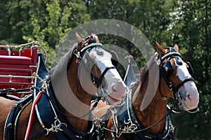 Horse and buggy