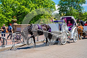 A horse and buggy carriage with coachman in Central Park in New York City. The carriage rides are in danger of being banned for