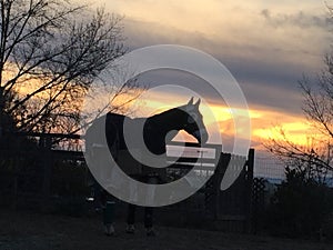 Horse bundled up in blankets on a cold winter night with sunset