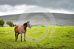 Horse in The Burren of Ireland