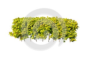 Horse bush (Dendrolobium umbellatum) is Golden yellow leaves