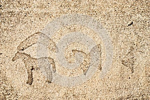 Horse Butterfly And Boomerang Petroglyph In Concrete