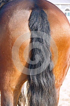 Horse buttock photo