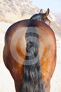 Horse buttock