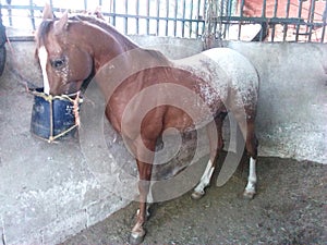 Horse, caballo photo