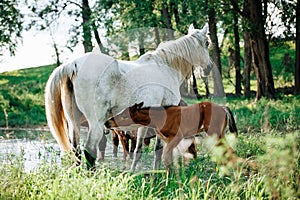 horse came to the river to drink water