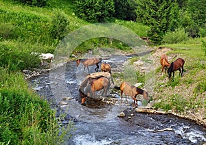 Horse came to the river to drink water