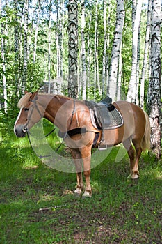 A horse is by a canicular day in a birchwood