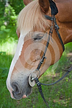 A horse is by a canicular day in a birchwood