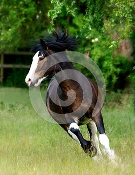 Horse cantering