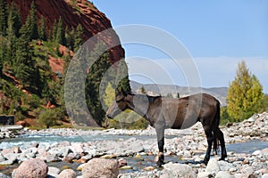 Horse. Canyon Seven bulls in Jeti-Oguz. Kyrgyzstan
