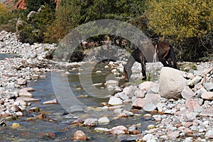 Horse. Canyon Seven bulls in Jeti-Oguz. Kyrgyzstan