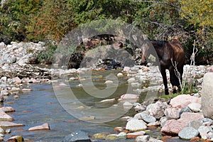 Horse. Canyon Seven bulls in Jeti-Oguz. Kyrgyzstan