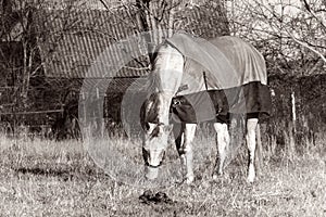 Horse with caparison on the grass in autumn