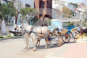 Horse car
