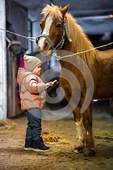 Horse care inside the stable before the ride. Little cute girl and pony.