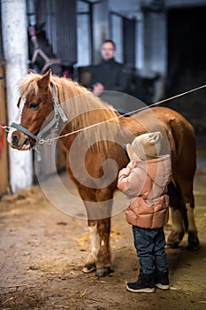 Horse care inside the stable before the ride. Little cute girl and pony.