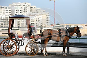 Horse and carriage