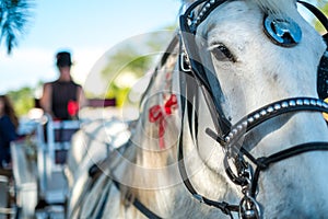 Horse and Carriage