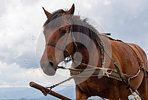 horse carriage in the Carpathian mountains. Ukraine