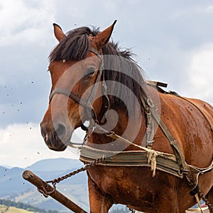 horse carriage in the Carpathian mountains. Ukraine