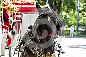 Horse carriage in Central Park (USA