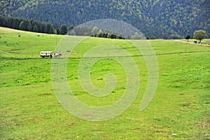 Horse carriage in the green valley, Slovakia