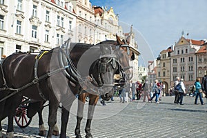 Horse carriage in Old Town Prague