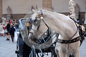 Horse carriage on Piazza