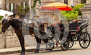 Horse and carriage in the Quattro Canti