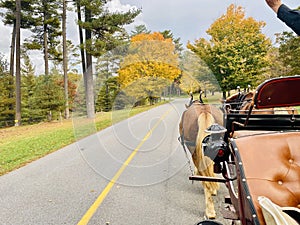 Horse & Carriage Ride Biltmore Grounds