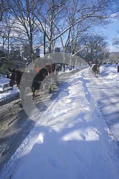 Horse carriage ride in Central Park, Manhattan, New York City, NY after winter snowstorm