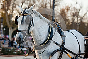 Horse and Carriage Ride in a European city