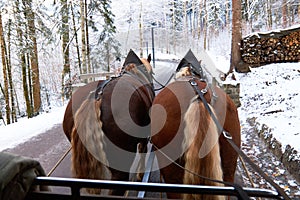 Horse carriage ride through forest