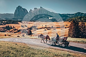 Horse with carriage ride on road during calm morning in famous Alpe di Siusi/ Seiser alm landscape