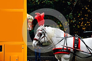 Horse and Carriage Rides in Central Park new york